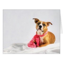 Cartão Pit Bull Puppy Love in Pink XOXO