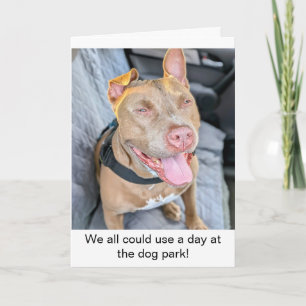 Cartão Pit Bull Sorridente Relaxe
