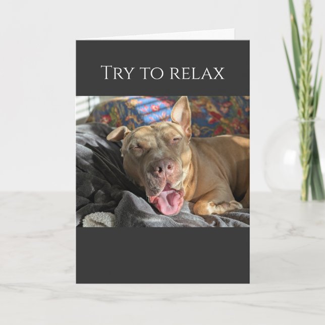Cartão Pit Bull tenta relaxar e se recuperar (Frente)