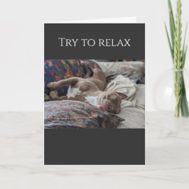 Cartão Pit Bull tenta relaxar e se recuperar