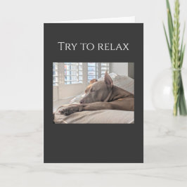 Cartão Pit Bull tenta relaxar, recupere-se