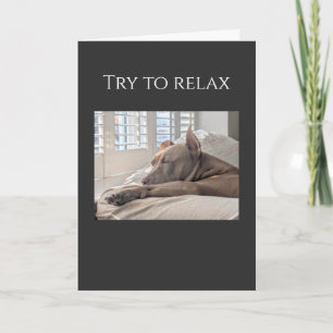 Cartão Pit Bull tenta relaxar, recupere-se