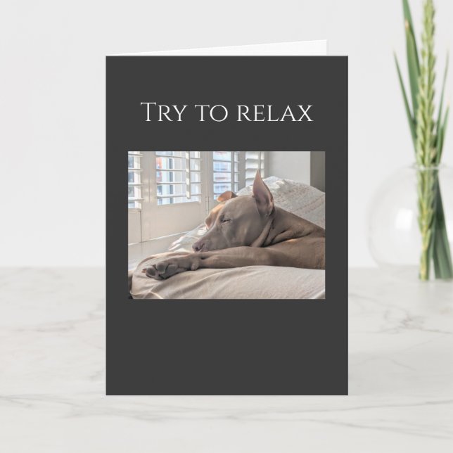 Cartão Pit Bull tenta relaxar, recupere-se (Frente)