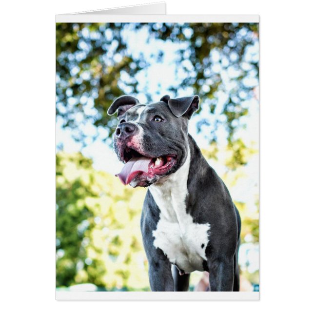 Cartão Pitbull (Frente)