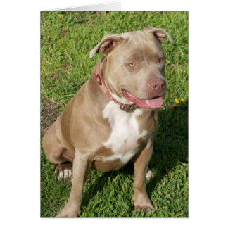 Cartão Pitbull calmo