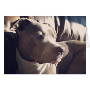 Cartão Pitbull = considerável