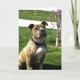 Cartão Pitbull greeting card