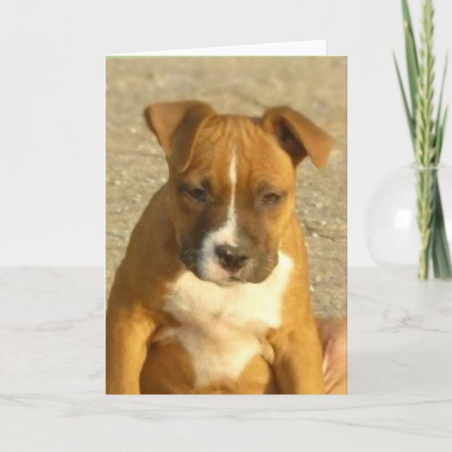 Cartão Pitbull puppy greeting card (Frente)