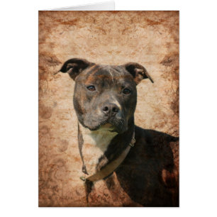 Cartão Pitbull Terrier