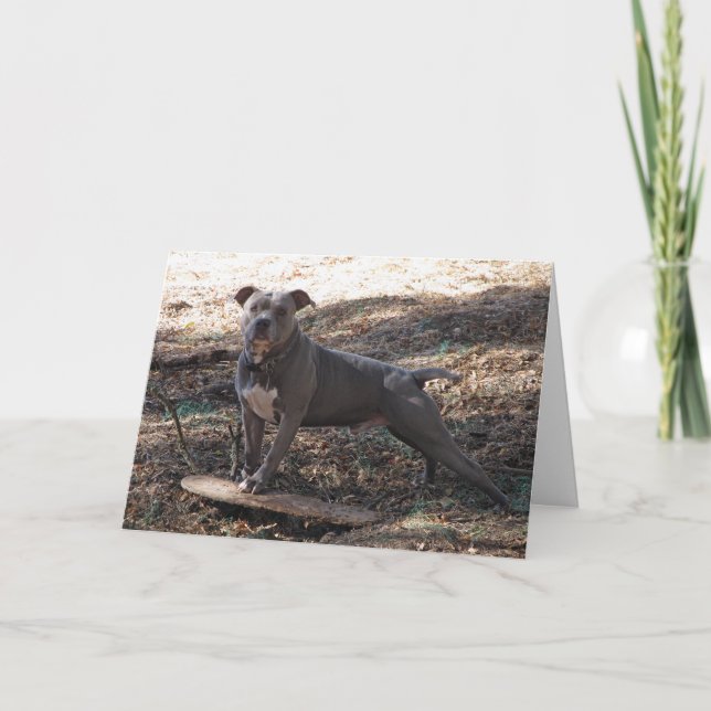 Cartão Pitbull with Skateboard Dare You Get Well Card (Frente)