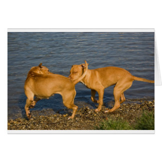 Cartão pitbulls apaixonados