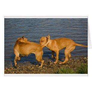 Cartão pitbulls no amor