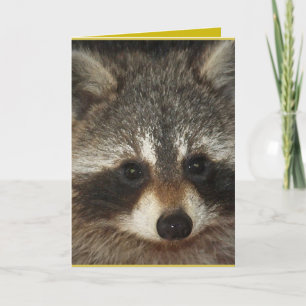 Cartão Pixie; one remarkable raccoon full of kindness.