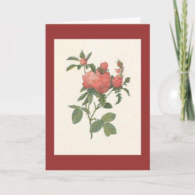 Cartão PJ Redoute - foliacea do prolifera do centifolia (Frente)