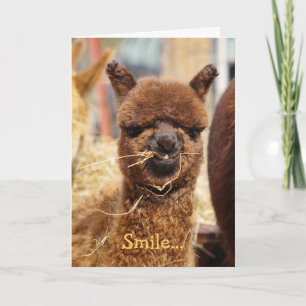 Cartão Placa Alpaca Feliz
