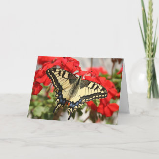 Cartão Placa Anise Swallowtail