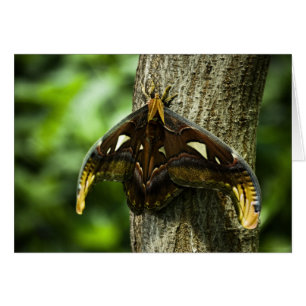 Cartão Placa Atlas Attacus