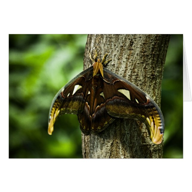 Cartão Placa Atlas Attacus (Frente horizontal)