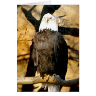 Cartão Placa Bald Eagle