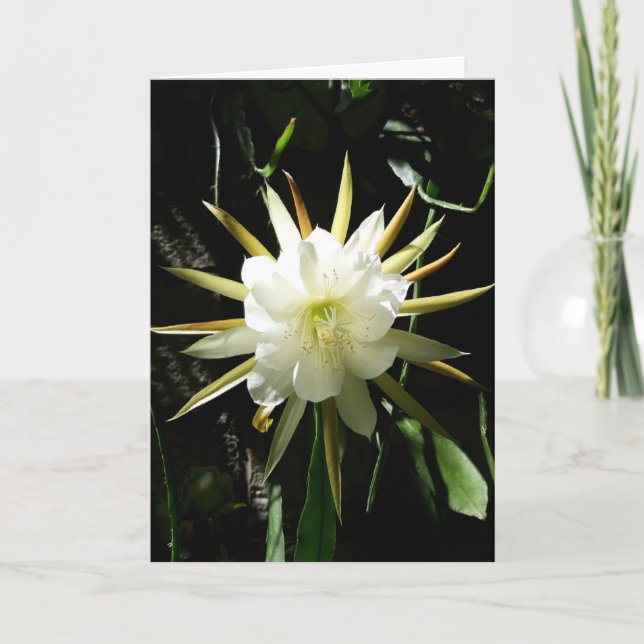 Cartão Placa Bloom Cactus (Frente)