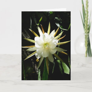 Cartão Placa Bloom Cactus