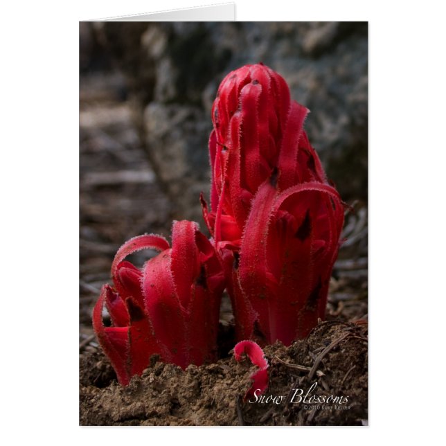 Cartão Placa Blossomo de Neve (Frente)