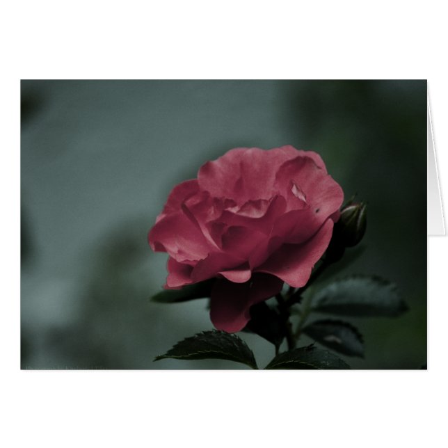 Cartão Placa Blush Real (Frente horizontal)