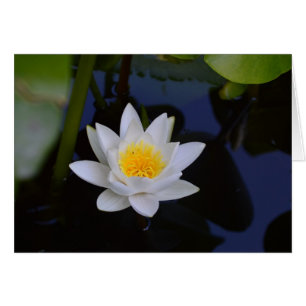 Cartão Placa branca do Vazio Lotus