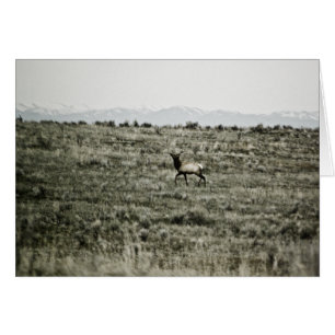 Cartão Placa Bull Elk P2800