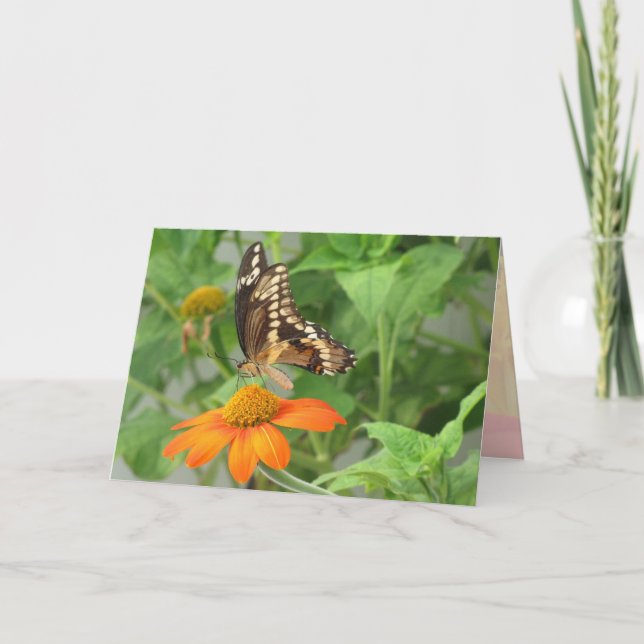 Cartão Placa Butterfly gigante Swallowtail (Frente)