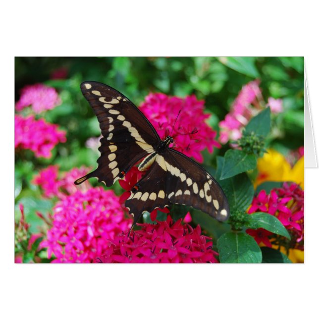 Cartão Placa Butterfly gigante Swallowtail (Frente Horizontal)