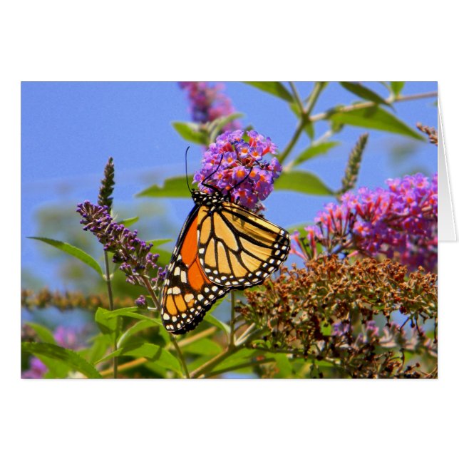 Cartão Placa Butterfly Lilac (Frente Horizontal)