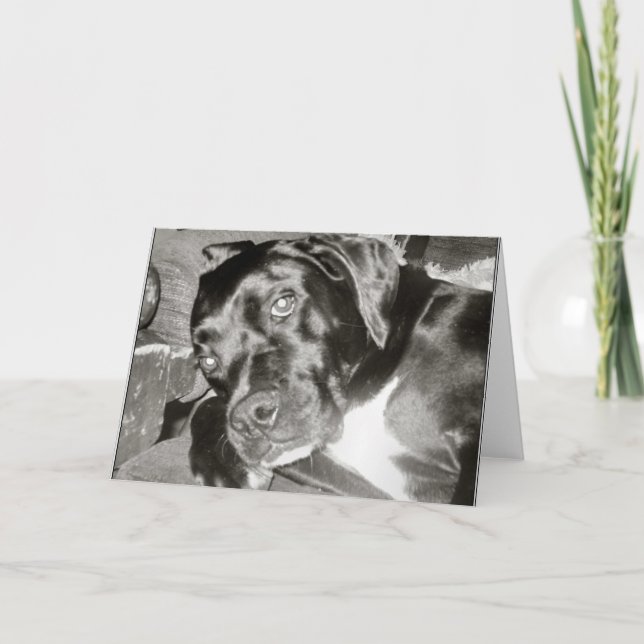 Cartão Placa Canine (Frente)