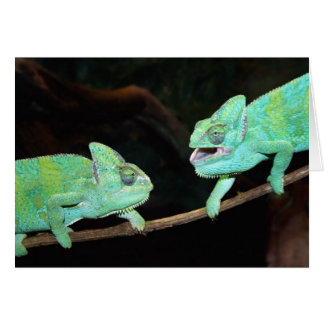 Cartão Placa Chameleon