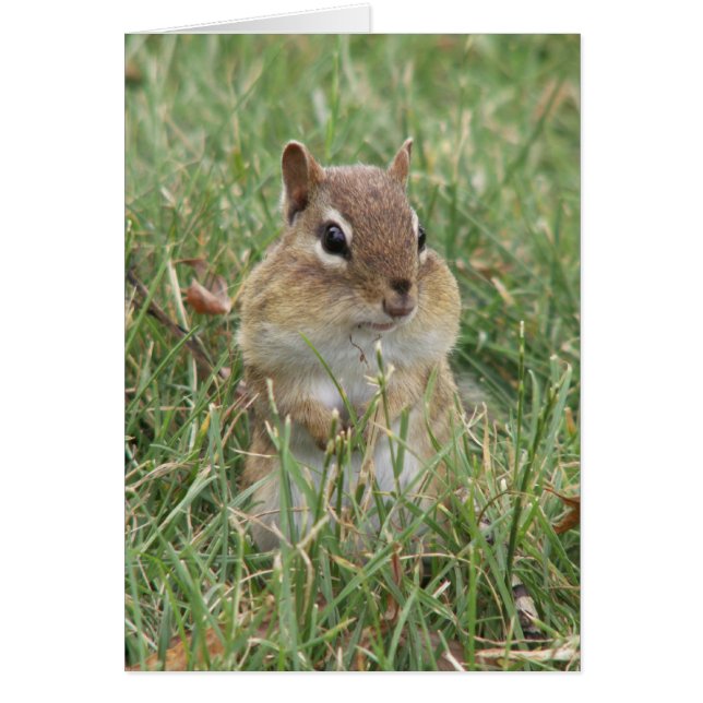 Cartão Placa Cheeks Chipmunk (Frente)