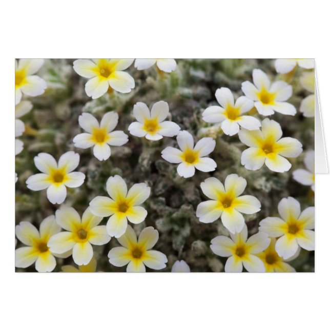 Cartão Placa com Flores (Frente Horizontal)