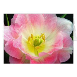 Cartão Placa cor-de-rosa chocante