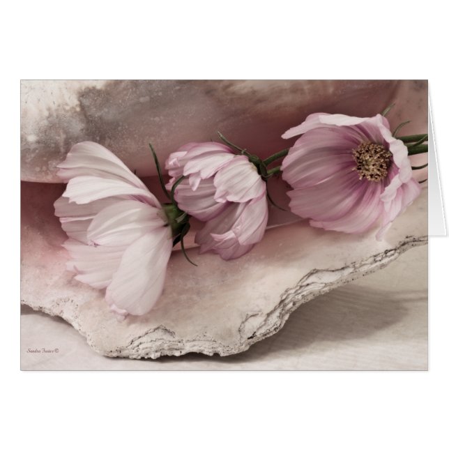 Cartão Placa Cosmos Três Rosa (Frente Horizontal)