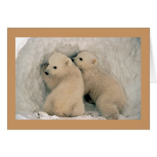 Cartão Placa/Cubos de Urso Polar