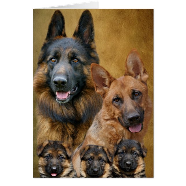 Cartão Placa da família de german shepherd (Frente)