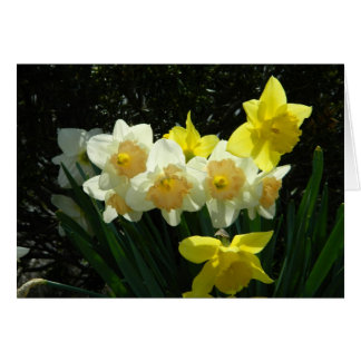 Cartão Placa Daffodil Sunlit