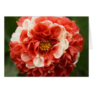 Cartão Placa Dahlia Pom-Pom