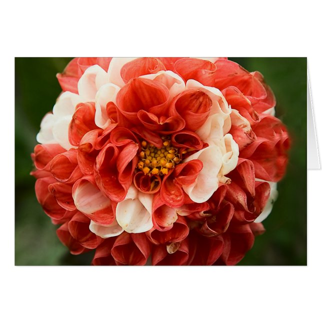 Cartão Placa Dahlia Pom-Pom (Frente Horizontal)