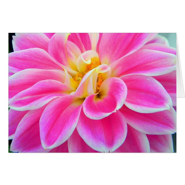 Cartão Placa Dahlia Rosa (Frente Horizontal)