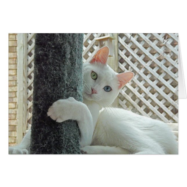 Cartão Placa de abraço de serenidade (Frente Horizontal)