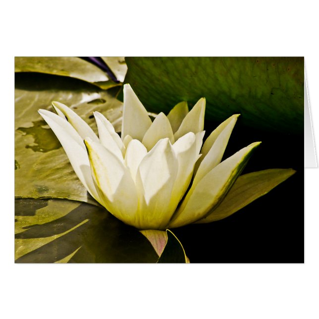 Cartão Placa de água (Frente Horizontal)