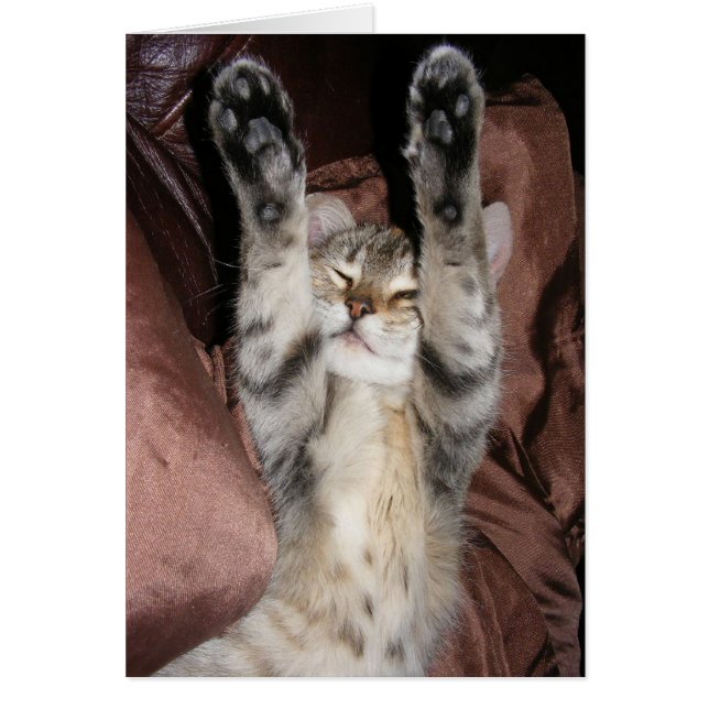 Cartão Placa de alimentação Kitten (Frente)