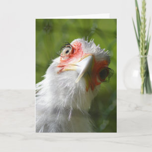CARTÃO PLACA DE ANIVERSÁRIO DA MÃE DE GALINHA ENGRAÇADA