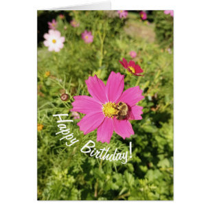 Cartão Placa de Aniversário do Flor do Cosmos Rosa Vivo