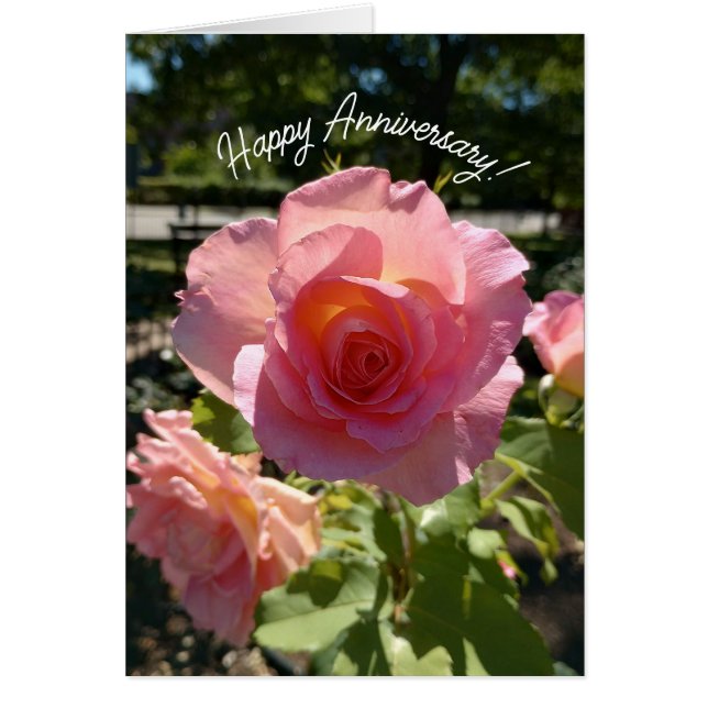 Cartão Placa de Aniversário do Rosa de Chá Rosa Radiante (Frente)